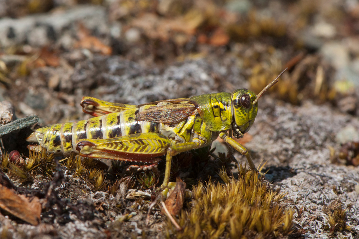 Nordic Mountain Grasshopper