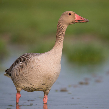 Greylag Goose