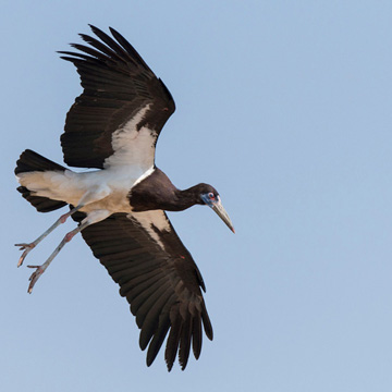 Abdim's Stork