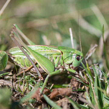 Wart-biter Bush-cricket