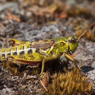 Nordic Mountain Grasshopper