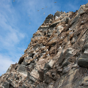 Felsklippen auf Hornøya