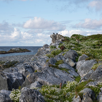 Hornøya
