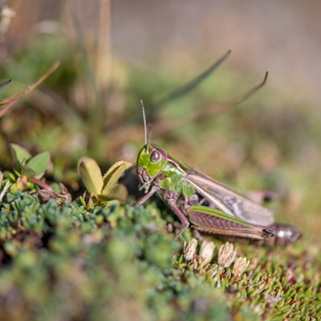 Stripe-winged Grasshopper