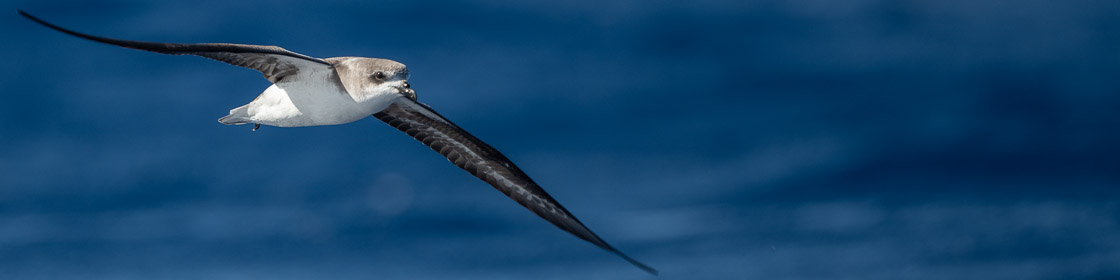 Madeirasturmvogel