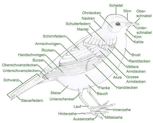 Vogeltopografie 1