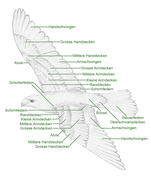 Vogeltopografie 2