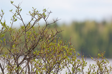 Schilfrohrsänger Schilfrohrsänger