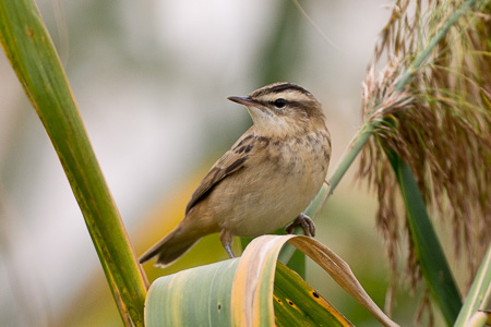 Schilfrohrsänger Schilfrohrsänger