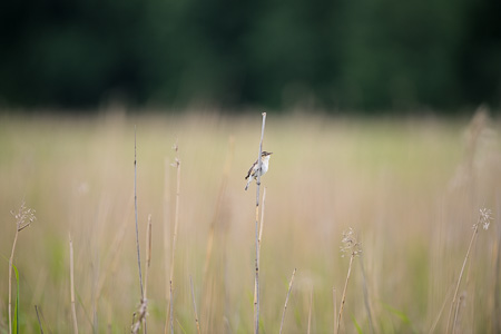 Schilfrohrsänger Schilfrohrsänger