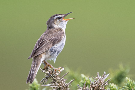 Schilfrohrsänger Schilfrohrsänger