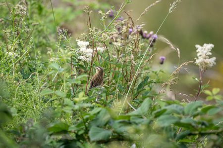 Schilfrohrsänger Schilfrohrsänger