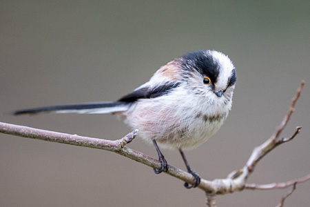 Schwanzmeise Schwanzmeise