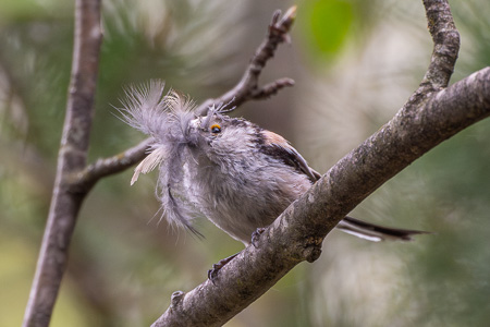 Schwanzmeise Schwanzmeise