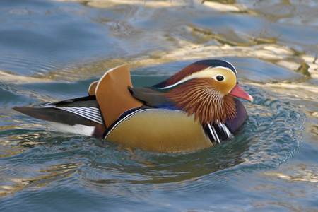 Mandarinente
