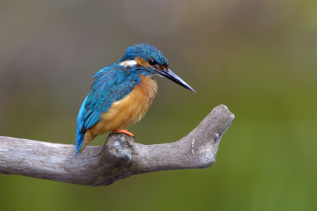 Eisvogel