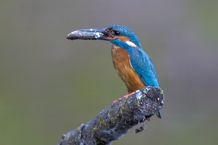 Eisvogel
