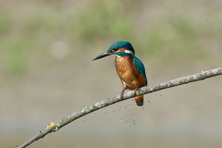 Eisvogel