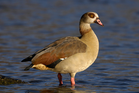 Nilgans