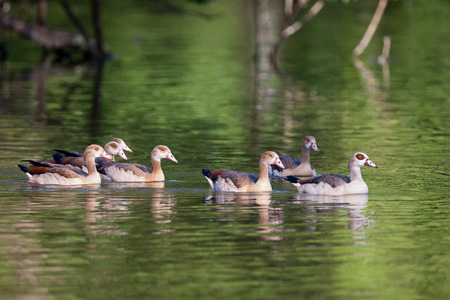 Nilgans Nilgans