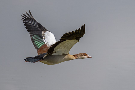 Nilgans Nilgans