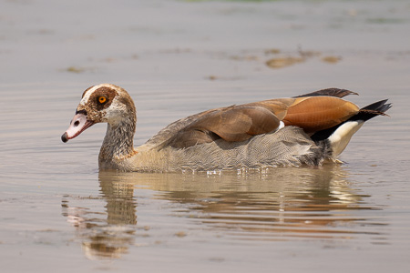 Nilgans Nilgans
