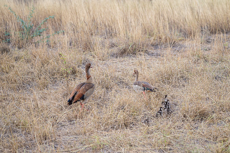 Nilgans Nilgans