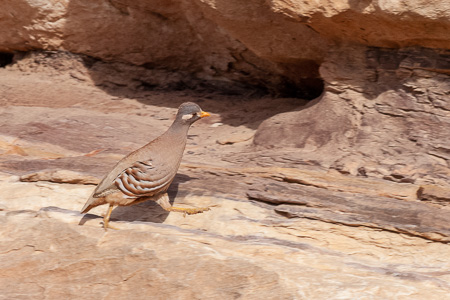 Arabisches Wüstenhuhn