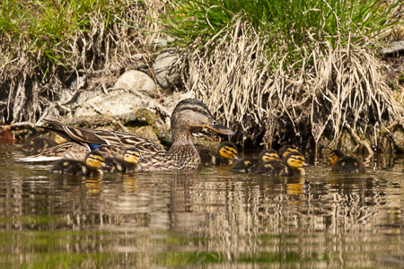 Stockente