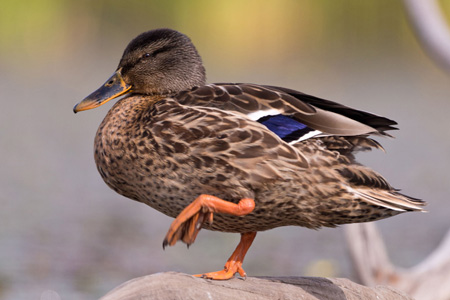 Stockente