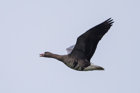 Blässgans