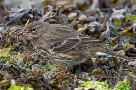 Strandpieper