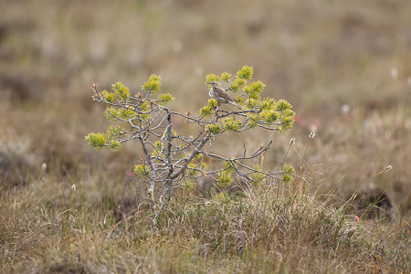 Wiesenpieper