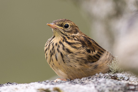 Wiesenpieper