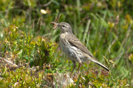 Bergpieper