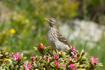 Bergpieper