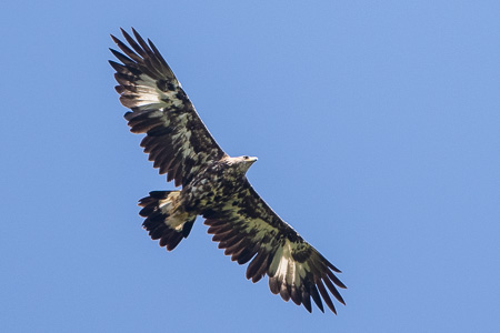 Steinadler