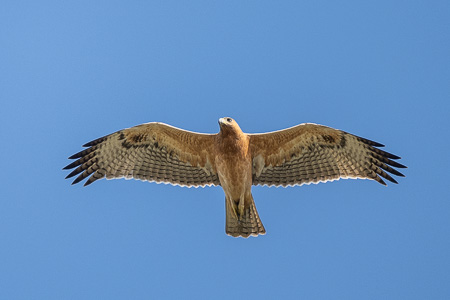 Habichtsadler Habichtsadler