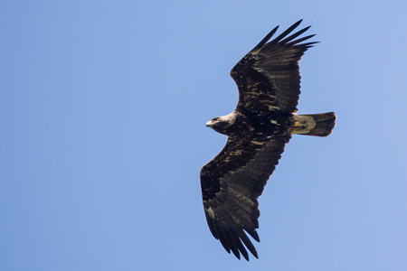 Kaiseradler Kaiseradler