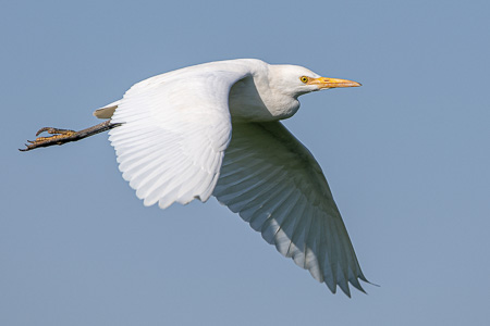 Kuhreiher