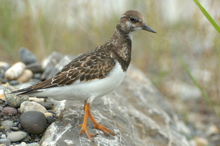 Steinwälzer