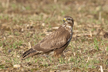 Mäusebussard