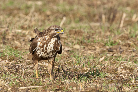 Mäusebussard