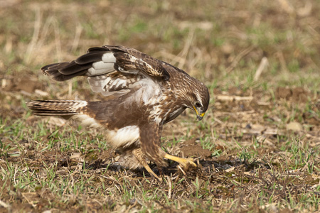 Mäusebussard