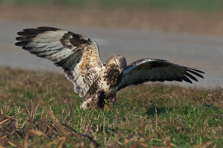 Raufussbussard