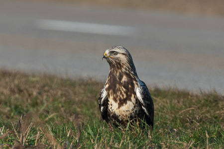 Raufussbussard