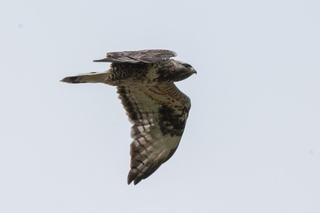 Raufussbussard