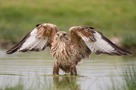 Adlerbussard