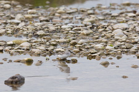 Sanderling