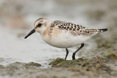 Sanderling